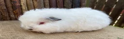 Guinea Pig rodents for sale: Swiss teddy babies - Advert 5