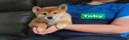 Japanese Shiba Inu dogs for sale: Foxy little shibas - Advert 39