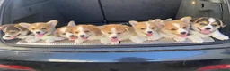 Welsh Corgi Pembroke dogs for sale: Gorgeous RKC reg corgi's DNA health tested parents - Advert 1