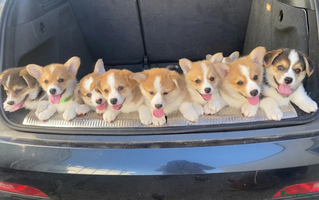 Welsh Corgi Pembroke dogs for sale: Gorgeous RKC reg corgi's DNA health tested parents - Advert 1