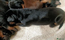 Dobermann dogs for sale: Dobermann puppies - Image 5