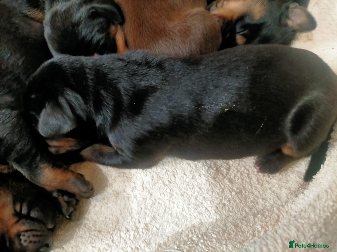 Dobermann dogs for sale: Dobermann puppies - Image 5