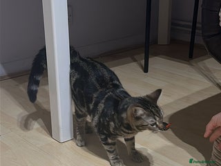 Mixed Breed cats 5 months - Advert 5