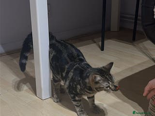 Mixed Breed cats 5 months - Advert 9