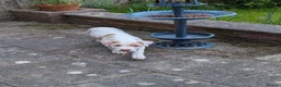 American Bulldog dogs for sale: Female American Bulldog x Staffy for Sale - Advert 5