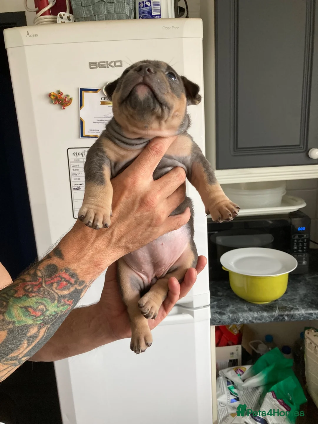 American Bully dogs for sale: ABKC champion Pocket bully - Advert 11