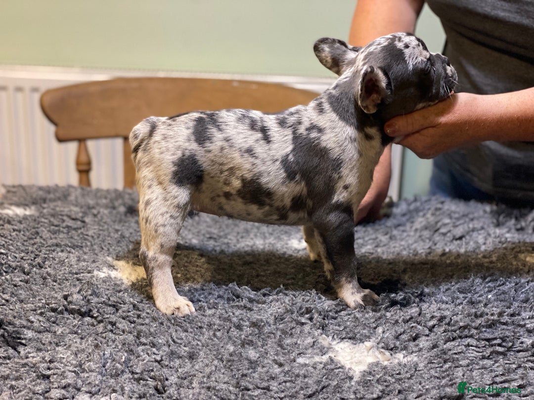 French Bulldog dogs for sale: Stunning healthy French bull dog puppies  - Image 11