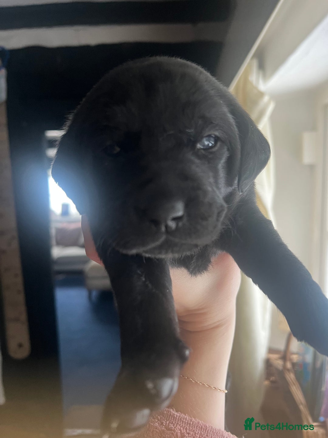Labrador Retriever dogs for sale: Pedigree KCRegistered Labrador Pups-FoxRed & Black - Advert 7