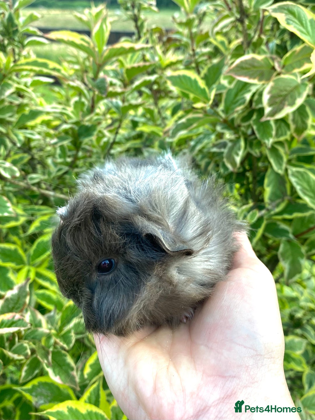 Guinea Pig rodents for sale: Long haired Guinea Pigs For Sale - Image 10