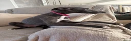 Whippet dogs for sale: Kennel club registered female puppy  - Advert 5