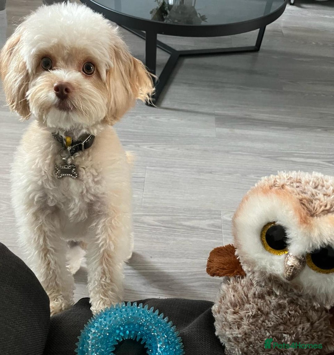 Cavapoo dogs for sale: Adult Male Dog For Sale - Image 2