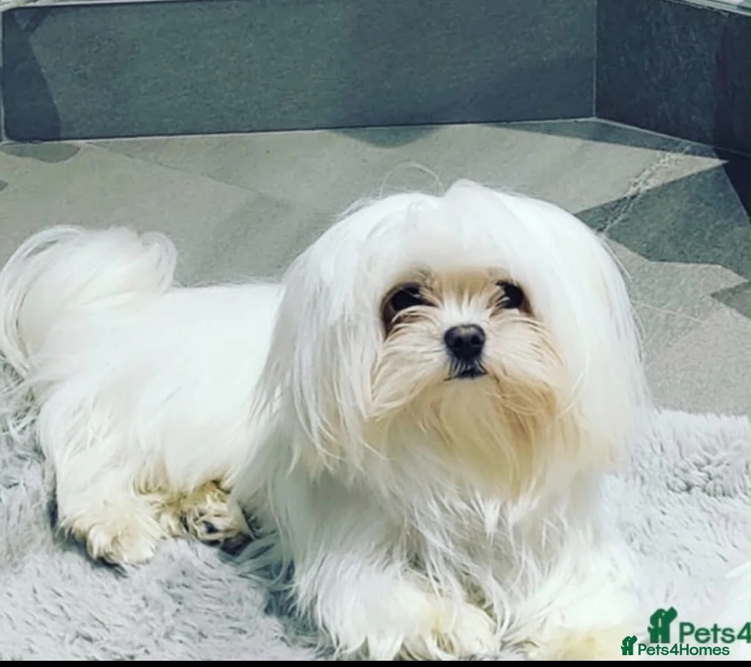 Maltipoo dogs for sale: 🐾 TINY F1B MALTIPOO PUPPIES 🐾 in Belper - Advert 5
