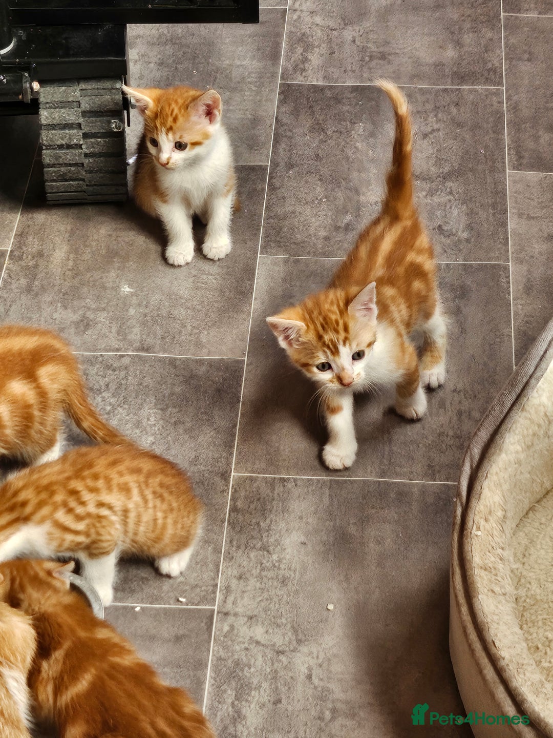 Mixed Breed cats for sale: Kitties for sale  - Image 5