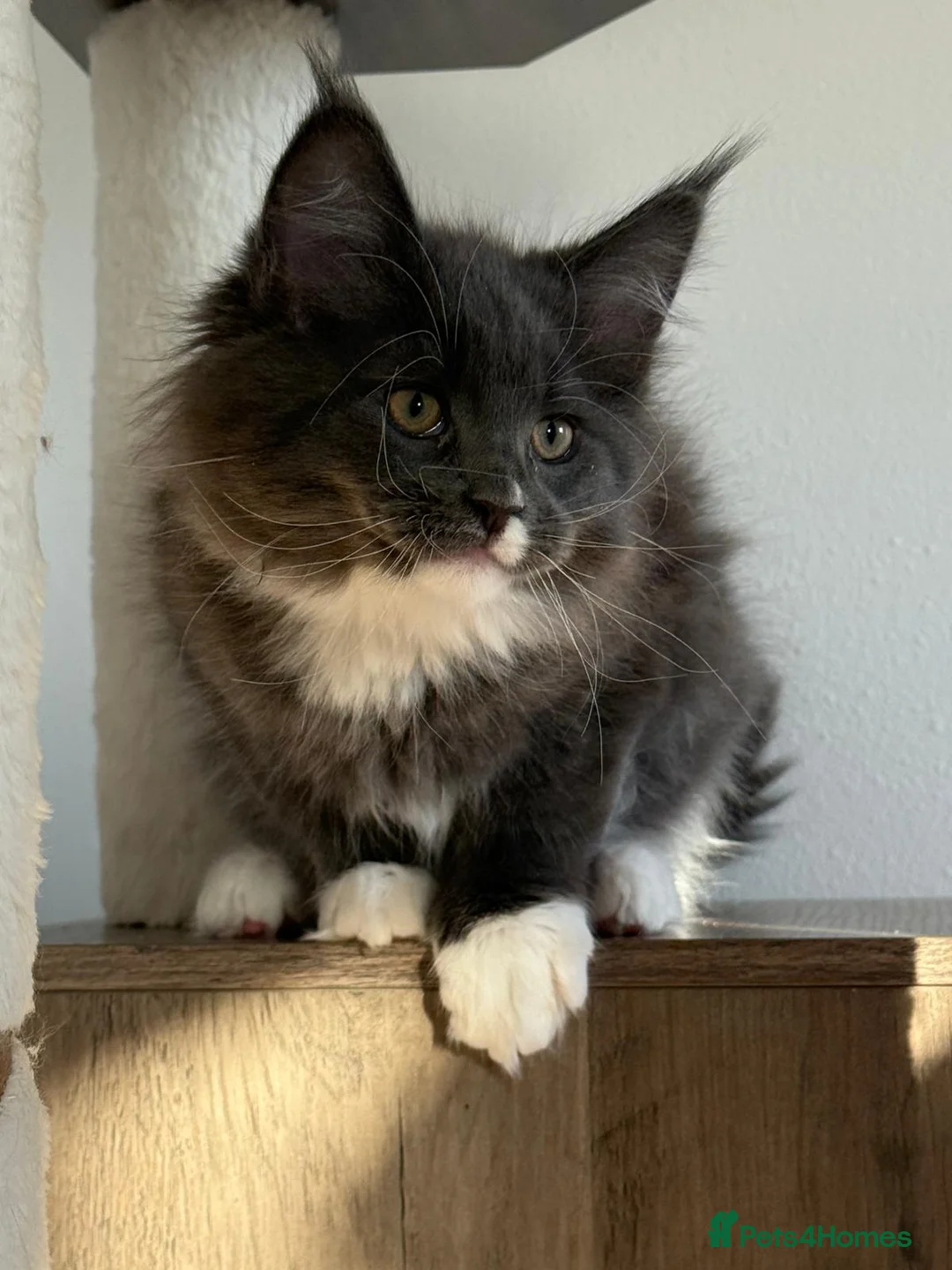 Maine Coon cats for sale: Beautiful GCCF registered Maine coon Kittens  - Advert 25