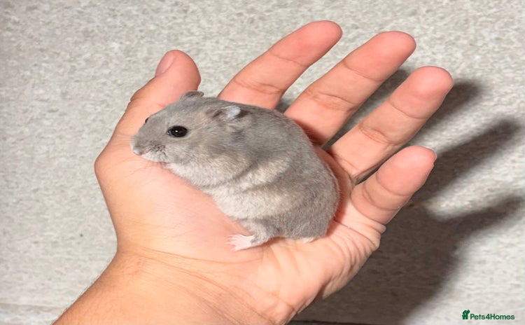 Hamster rodents OLDER STUNNING TAME PEDIGREE HAMSTERS - Advert 9