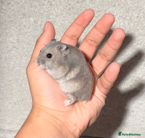 Hamster rodents OLDER STUNNING TAME PEDIGREE HAMSTERS - Advert 9