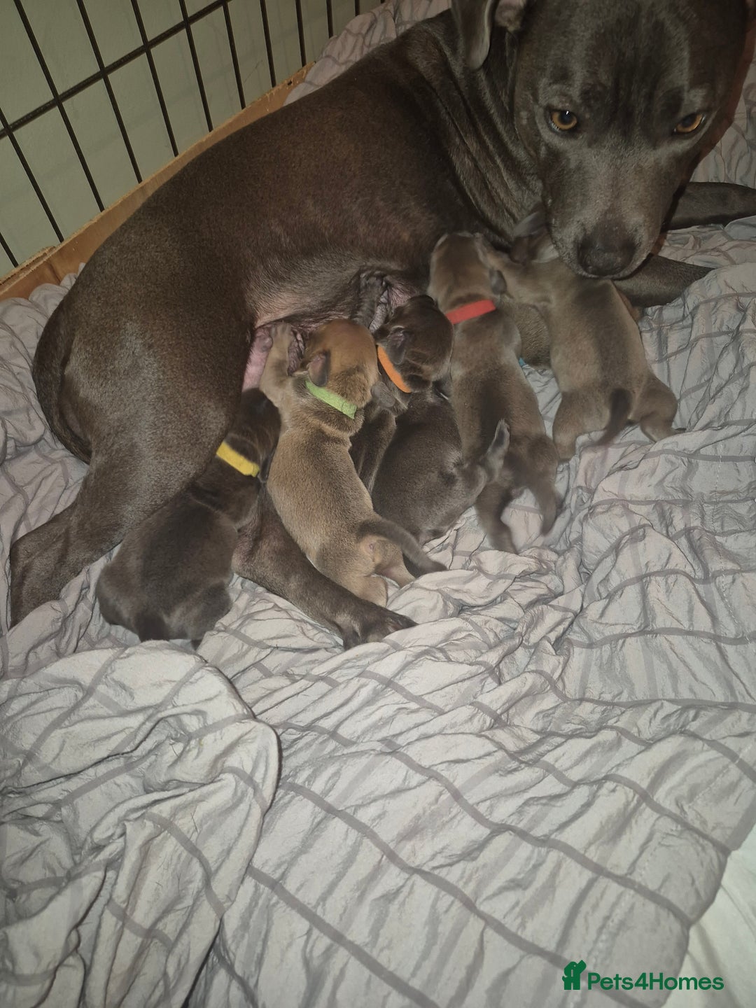 Mixed Breed dogs for sale: Puppies for sale  - Advert 8