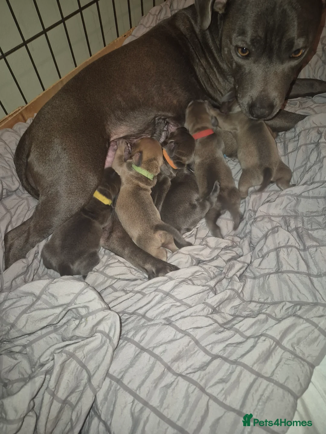 Mixed Breed dogs for sale: Puppies for sale  - Advert 8