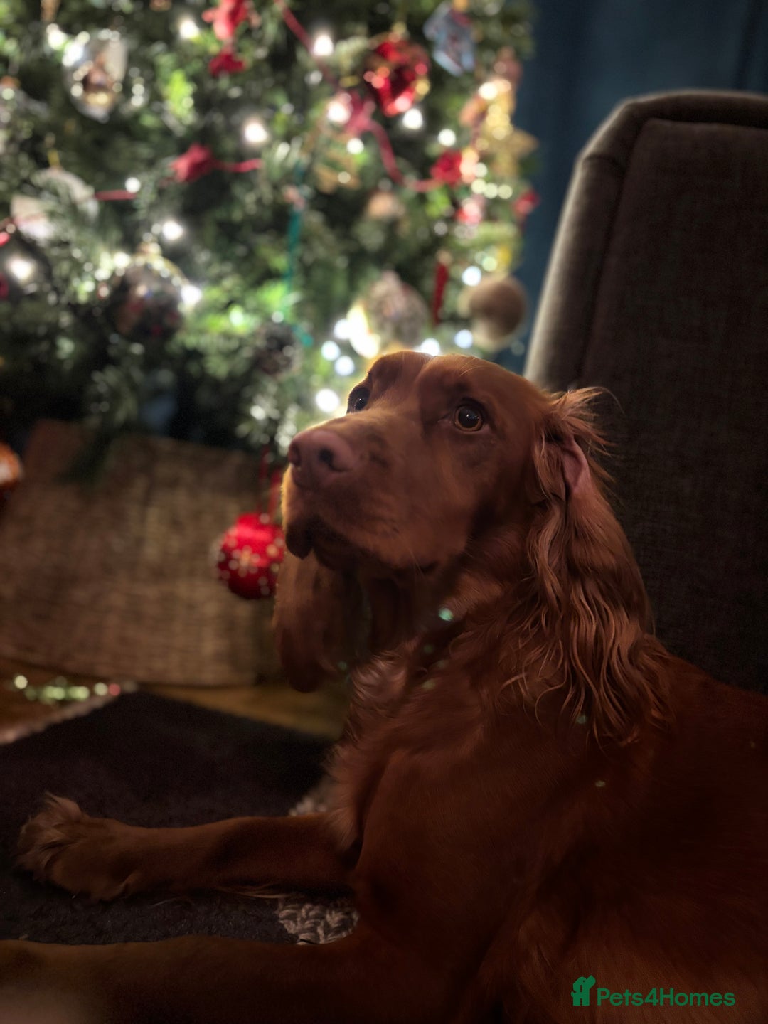 Cocker Spaniel dogs for sale: Cocker spaniel - Advert 2