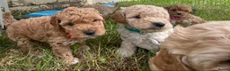 Cockapoo dogs for sale: From Our Home to Yours–Puppies Waiting for You in Cardiff - Advert 8