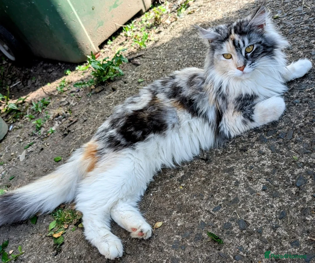 Maine Coon cats for sale: 5 beautiful pure bred Maine coons *3 BOYS LEFT - Advert 9