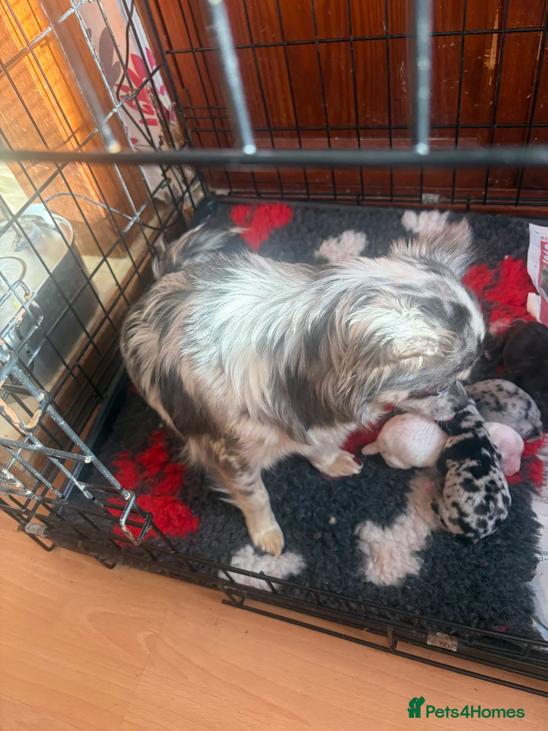 Chihuahua dogs for sale:  Beautiful Rare  Long coated chihuahua puppies  - Advert 1