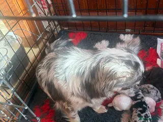 Chihuahua dogs Beautiful Rare colours chihuahua puppies - Advert 5