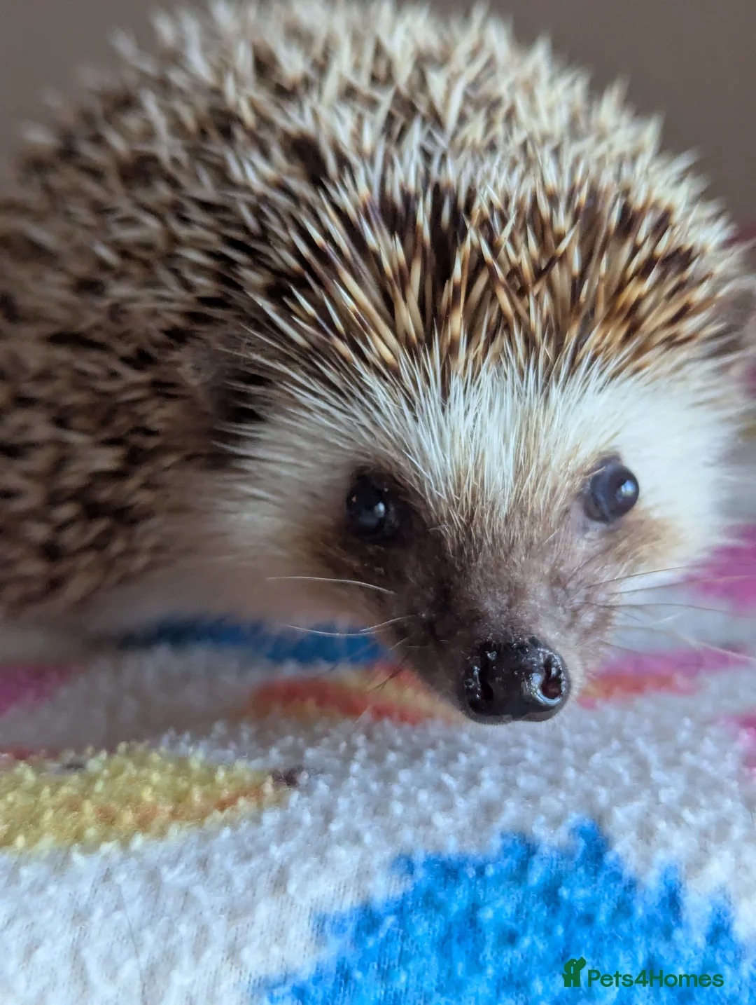 Pygmy Hedgehog rodents for sale: Celine is looking for a 5*Home - Advert 2