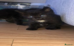 Mixed Breed cats for sale: Kittens  - Image 2