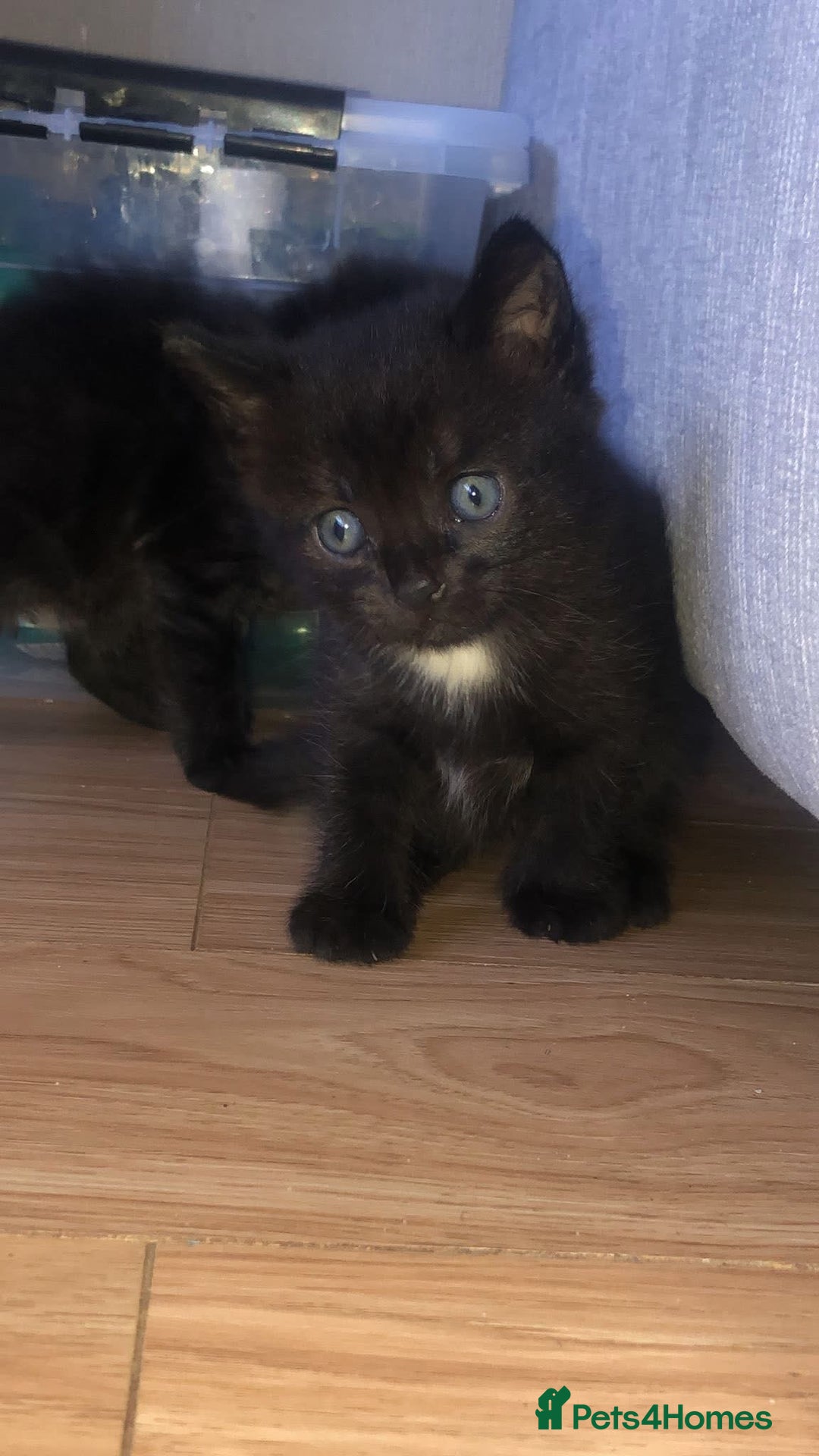 Mixed Breed cats for sale: Kittens  - Image 2