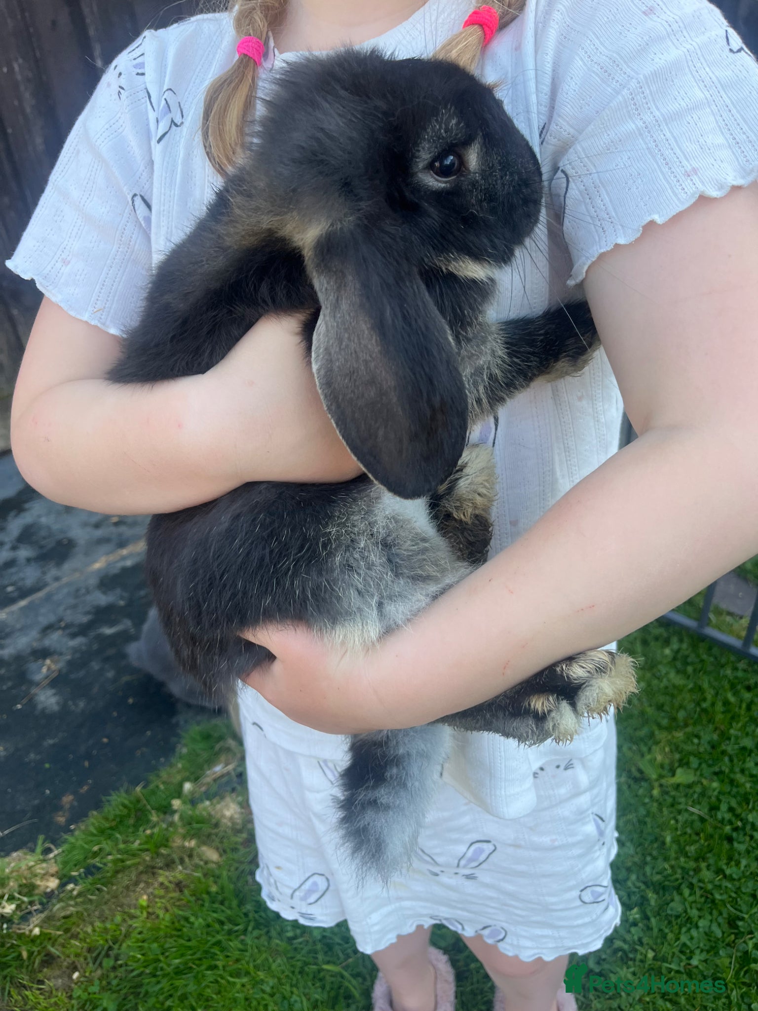 French Lop rabbits French Lops - Advert 4