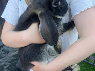 French Lop rabbits French Lops - Advert 4