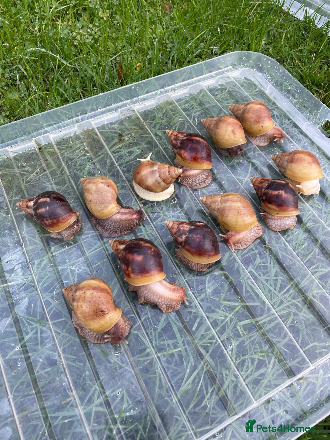 Snails invertebrates for sale: Giant African Land Snails - Advert 2