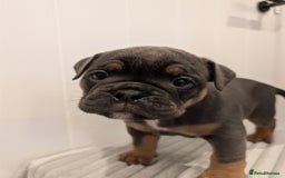 Old Tyme Bulldog dogs for sale: Kyro & Lyla Litter Old Tyme Old English Bullgdog - Image 15