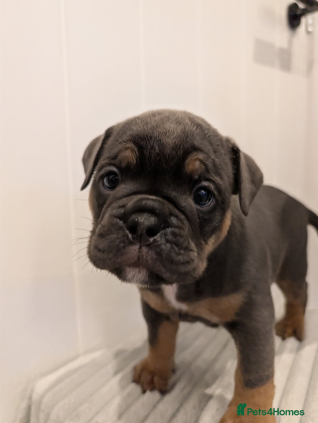 Old Tyme Bulldog dogs for sale: Kyro & Lyla Litter Old Tyme Old English Bullgdog - Image 15