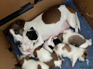 Mixed Breed dogs Stunning litter of JacaZuchon Puppies - Advert 3