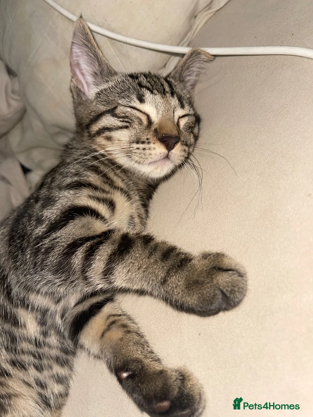 Mixed Breed cats for sale: Mixed Bombay Bengal - Advert 1