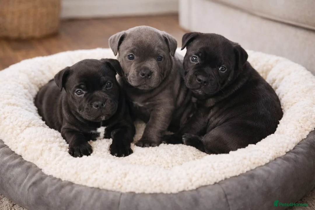Staffordshire Bull Terrier dogs for sale: OUTSTANDING QUALITY PUPS AVAILABLE  - Advert 1