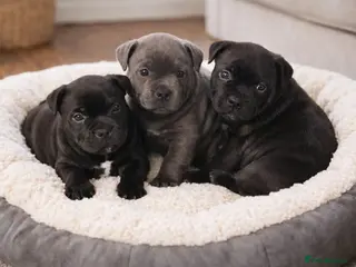Staffordshire Bull Terrier dogs OUTSTANDING QUALITY PUPS AVAILABLE - Advert 11
