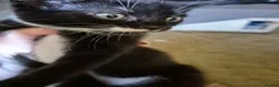 Mixed Breed cats for sale: Maine coon cross shorthair mix - Advert 5