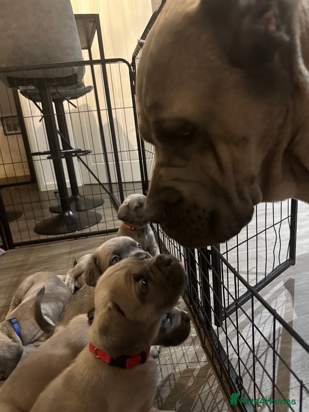 Cane Corso dogs for sale: ‼️ Champion ICCF, health tested Cane Corso pup ‼️ - Advert 7