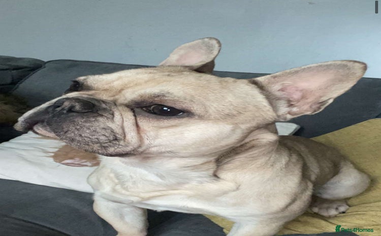 French Bulldog dogs - Advert 9