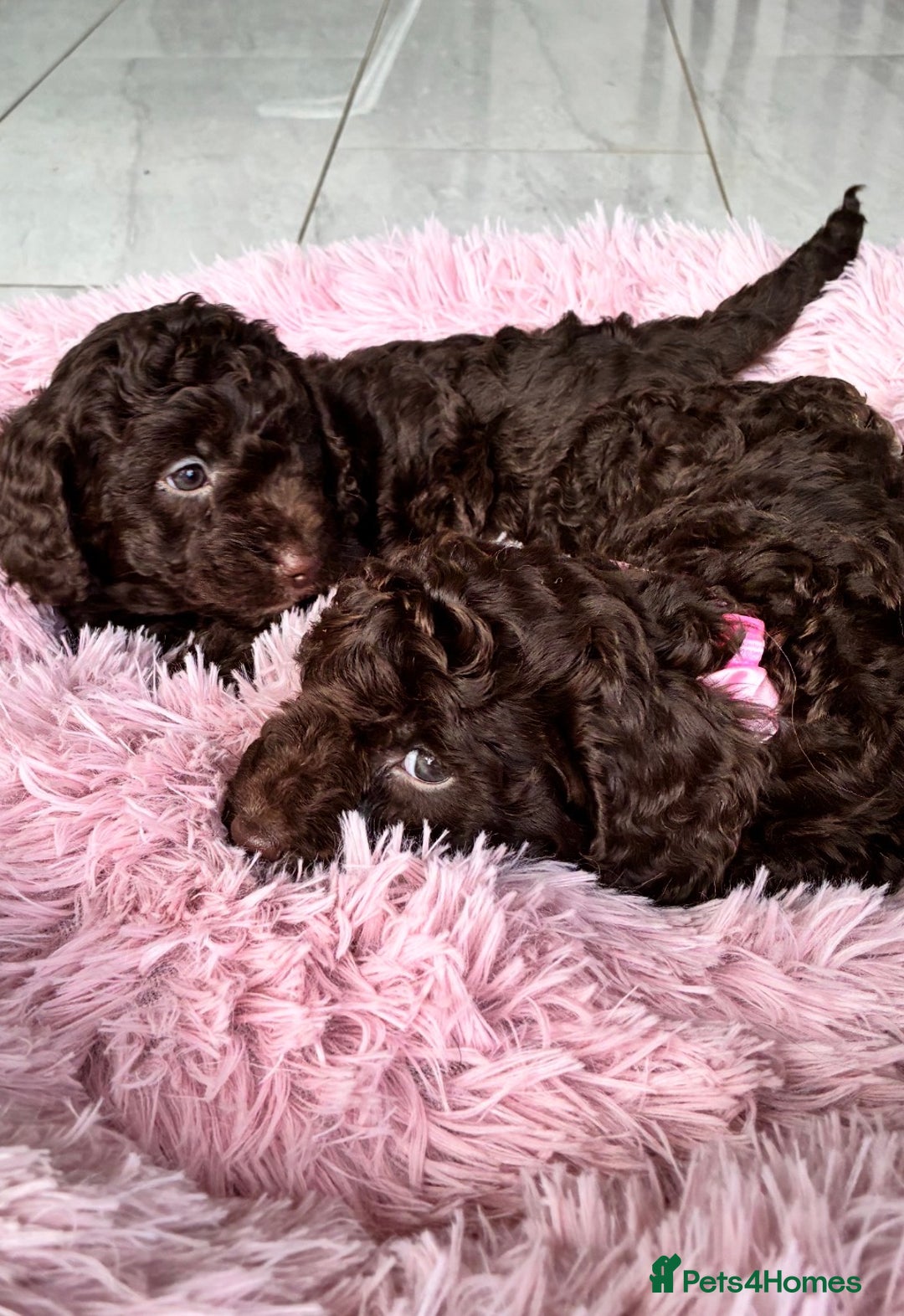 Cockapoo dogs for sale: Miniature cockapoos - Advert 13