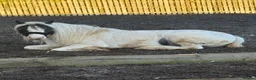 Irish Cob horses for sale: Sweet Poppet  - Advert 5