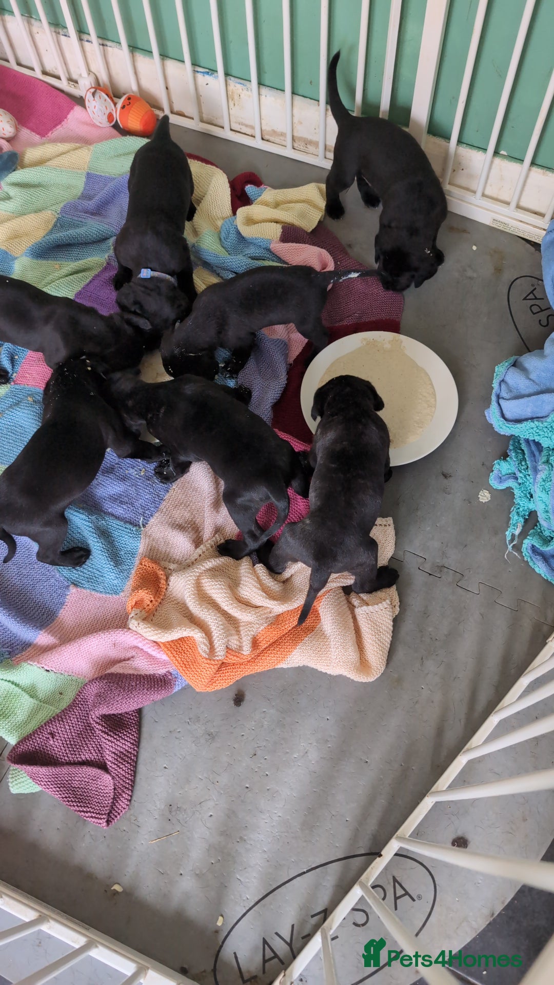 Cane Corso dogs for sale: Cane corso puppies  - Image 8
