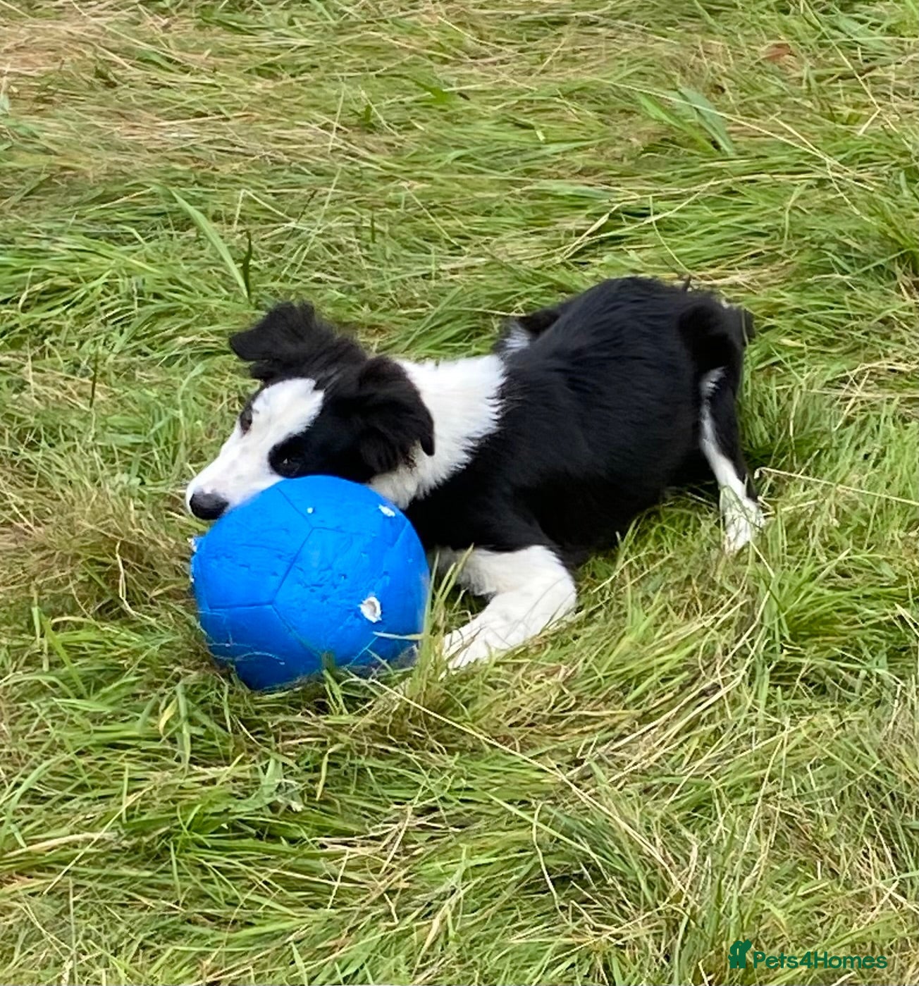 Border Collie dogs Classic Long Coated B&W Border Collie Boy Pup - Advert 1