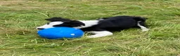 Border Collie dogs for sale: Classic Long Coated B&W Border Collie Boy Pup - Advert 5