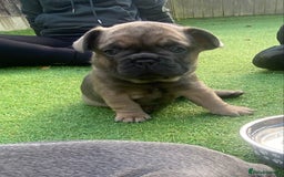French Bulldog dogs for sale: Beautiful French bulldog puppies  - Image 13