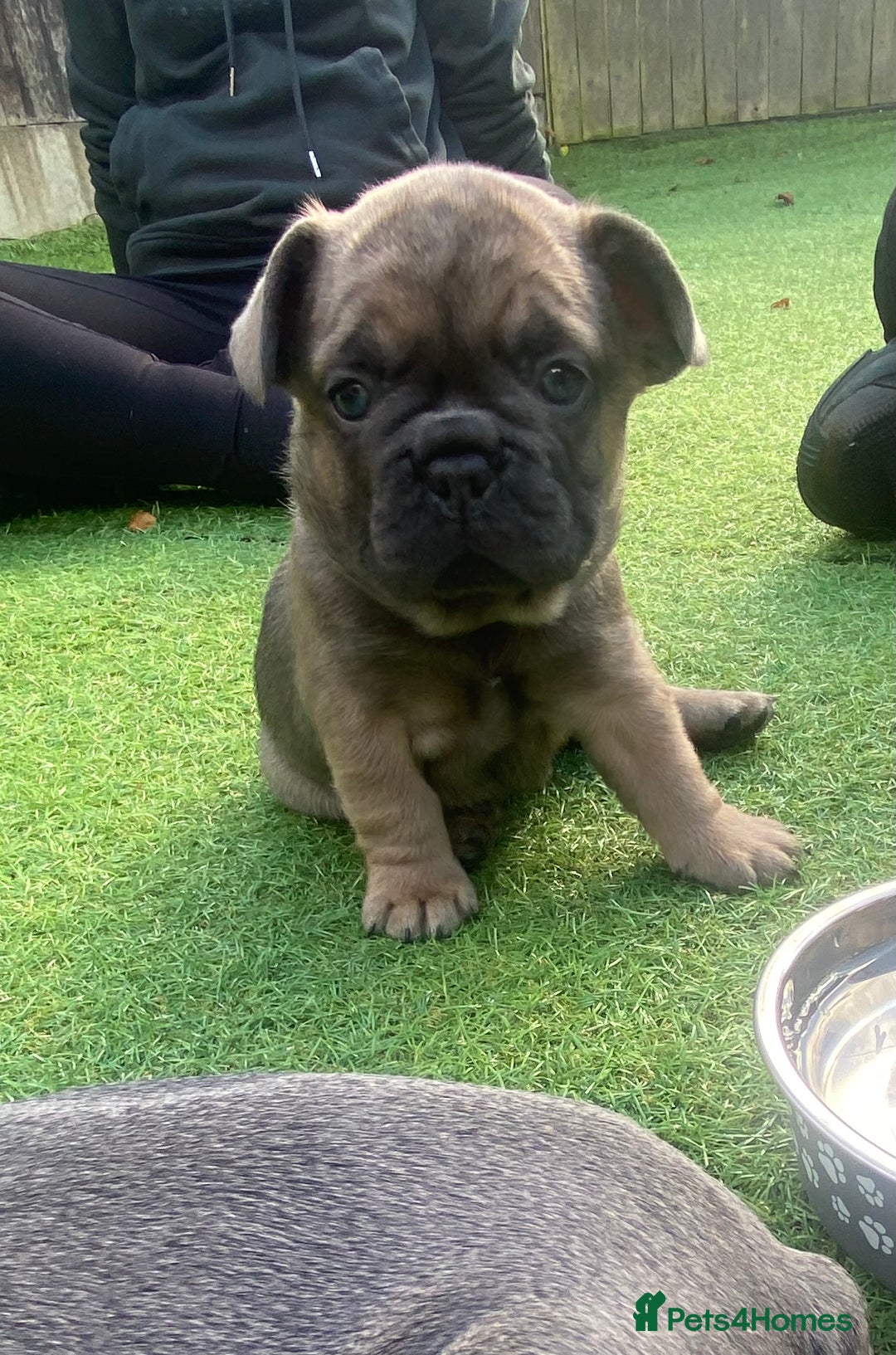 French Bulldog dogs for sale: Beautiful French bulldog puppies  - Image 13