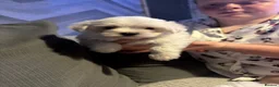 Maltese dogs for sale: Pure Bred Maltese Puppies for sale in London - Advert 5